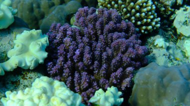 Rasp coral or cauliflower coral, knob-horned coral (Pocillopora verrucosa) undersea, Red Sea, Egypt, Sharm El Sheikh, Montazah Bay clipart