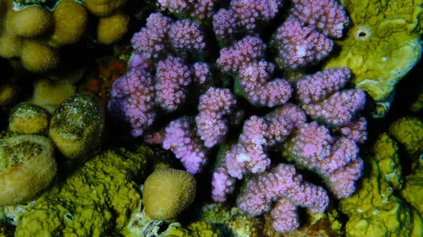 Rasp mercanı veya karnabahar mercanı, tokmak boynuzlu mercan (Pocillopora verrucosa) deniz altı, Kızıl Deniz, Mısır, Sharm El Sheikh, Montazah Körfezi
