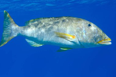 Yellowlip imparatoru (Lethrinus xanthochilus) denizaltı, Kızıl Deniz, Mısır, Sharm El Sheikh, Montazah Körfezi
