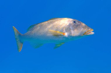 Yellowlip imparatoru (Lethrinus xanthochilus) denizaltı, Kızıl Deniz, Mısır, Sharm El Sheikh, Montazah Körfezi