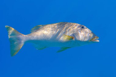 Yellowlip imparatoru (Lethrinus xanthochilus) denizaltı, Kızıl Deniz, Mısır, Sharm El Sheikh, Montazah Körfezi
