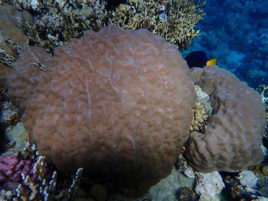Hump mercanı (Porites sp.) Denizaltı, Kızıldeniz, Mısır, Sharm El Sheikh, Montazah Körfezi