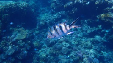 Deniz altı, Kızıldeniz, Mısır, Sharm El Sheikh, Montazah Körfezi