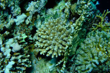 Taşlı mercan akroporası. Denizaltı, Kızıldeniz, Mısır, Sharm El Sheikh, Montazah Körfezi