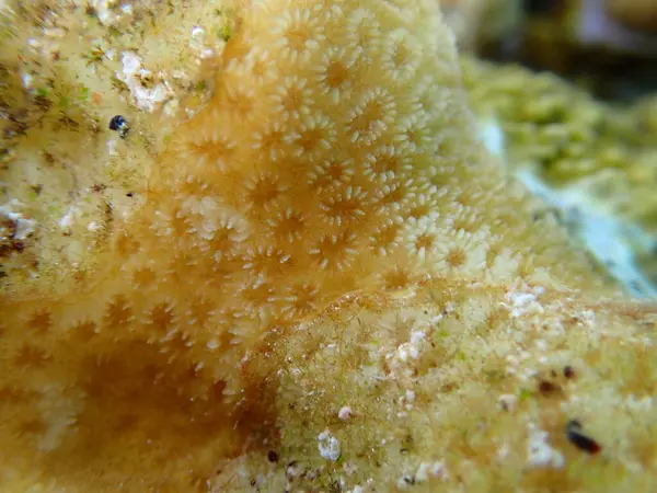 Knob mercanı (Goniastrea stelligera) denizaltı, Kızıl Deniz, Mısır, Sharm El Sheikh, Montazah Körfezi