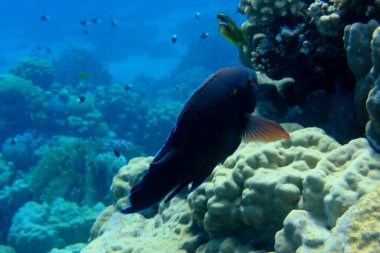 Dusky papağan balığı (Scarus niger) denizaltı, Kızıl Deniz, Mısır, Sharm El Sheikh, Montazah Körfezi