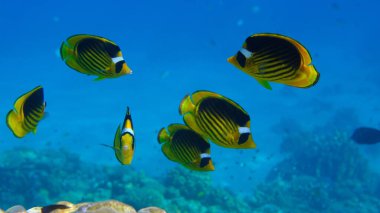 Çizgili kelebek ya da çapraz kelebek balığı (Chaetodon fasciatus) denizaltı, Kızıl Deniz, Mısır, Sharm El Sheikh, Montazah Körfezi