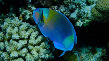 Papağan papağanı veya kurşunbaşlı papağan balığı (Chlorurus sordidus) denizaltı, Kızıl Deniz, Mısır, Sharm El Sheikh, Montazah Körfezi