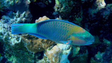 Papağan papağanı veya kurşunbaşlı papağan balığı (Chlorurus sordidus) denizaltı, Kızıl Deniz, Mısır, Sharm El Sheikh, Montazah Körfezi