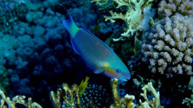 Papağan papağanı veya kurşunbaşlı papağan balığı (Chlorurus sordidus) denizaltı, Kızıl Deniz, Mısır, Sharm El Sheikh, Montazah Körfezi