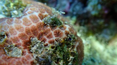 Kabuklu mercan (Leptastrea purpurea) aşırı yakın deniz altı, Kızıl Deniz, Mısır, Sharm El Sheikh, Montazah Körfezi