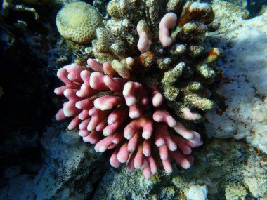 Hood coral or pistillate coral (Stylophora pistillata) undersea, Red Sea, Egypt, Sharm El Sheikh, Montazah Bay clipart