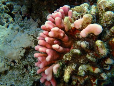 Başlıklı mercan (Stylophora pistillata) denizaltı, Kızıldeniz, Mısır, Sharm El Sheikh, Montazah Körfezi
