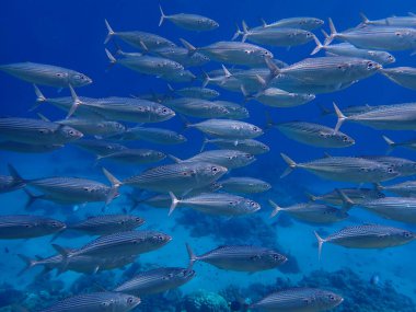 Hint uskumrusu (Rastrelliger kanagurta) denizaltı, Kızıl Deniz, Mısır, Sharm El Sheikh, Montazah Körfezi