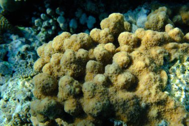 Kirpi mercanı (Echinopora hirsutissima) denizaltı, Kızıl Deniz, Mısır, Sharm El Sheikh, Montazah Körfezi