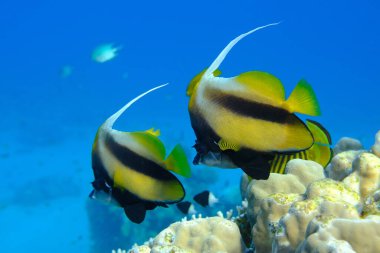 Kızıldeniz sancak balığı (Heniochus intermedius) denizaltı, Kızıl Deniz, Mısır, Sharm El Sheikh, Montazah Körfezi
