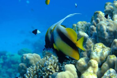 Kızıldeniz sancak balığı (Heniochus intermedius) denizaltı, Kızıl Deniz, Mısır, Sharm El Sheikh, Montazah Körfezi