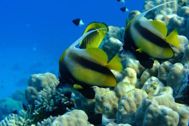 Kızıldeniz sancak balığı (Heniochus intermedius) denizaltı, Kızıl Deniz, Mısır, Sharm El Sheikh, Montazah Körfezi