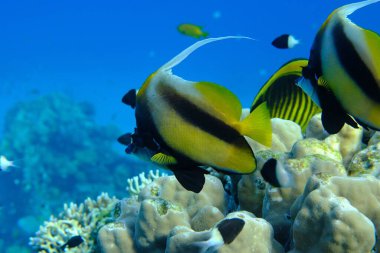 Kızıldeniz sancak balığı (Heniochus intermedius) denizaltı, Kızıl Deniz, Mısır, Sharm El Sheikh, Montazah Körfezi