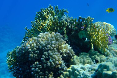 Deniz altı mercan resifi manzarası, Kızıl Deniz, Mısır, Sharm El Sheikh, Montazah Körfezi