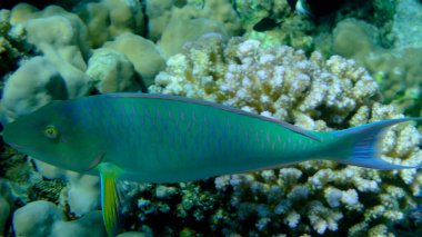 Candelamoa papağan balığı veya uzun burunlu papağan balığı (Hipposcarus harid) denizaltı, Kızıl Deniz, Mısır, Sharm El Sheikh, Montazah Körfezi