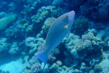 Candelamoa papağan balığı veya uzun burunlu papağan balığı (Hipposcarus harid) denizaltı, Kızıl Deniz, Mısır, Sharm El Sheikh, Montazah Körfezi