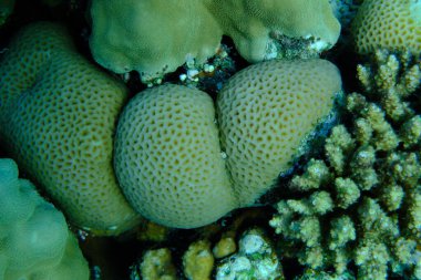 Küçük yıldız mercanı (Goniastrea edwardsi) denizaltı, Kızıl Deniz, Mısır, Sharm El Sheikh, Montazah Körfezi
