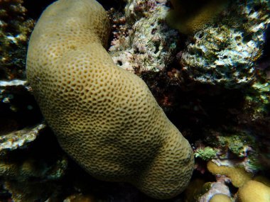 Küçük yıldız mercanı (Goniastrea edwardsi) denizaltı, Kızıl Deniz, Mısır, Sharm El Sheikh, Montazah Körfezi