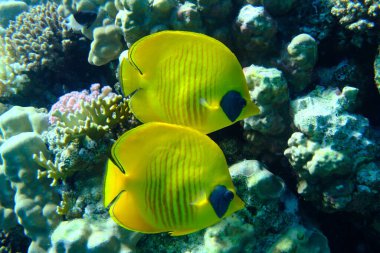 Maskeli kelebekler (Chaetodon semilarvatus) denizaltı, Kızıl Deniz, Mısır, Sharm El Sheikh, Montazah Körfezi