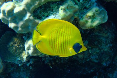 Maskeli kelebekler (Chaetodon semilarvatus) denizaltı, Kızıl Deniz, Mısır, Sharm El Sheikh, Montazah Körfezi