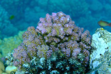Rasp mercanı veya karnabahar mercanı, tokmak boynuzlu mercan (Pocillopora verrucosa) deniz altı, Kızıl Deniz, Mısır, Sharm El Sheikh, Montazah Körfezi