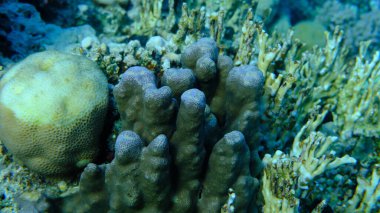 Hump mercanı (Porites sp.) Denizaltı, Kızıldeniz, Mısır, Sharm El Sheikh, Montazah Körfezi