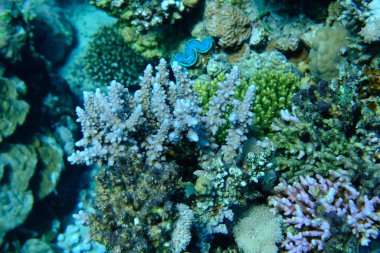 Taşlı mercan Akropora karesi denizaltı, Kızıl Deniz, Mısır, Sharm El Sheikh, Montazah Körfezi