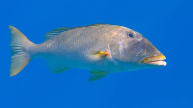 Yellowlip imparatoru (Lethrinus xanthochilus) denizaltı, Kızıl Deniz, Mısır, Sharm El Sheikh, Montazah Körfezi