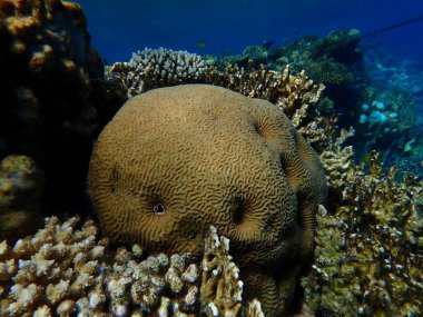Küçük vadi mercanı (Platygyra daedalea) denizaltı, Kızıl Deniz, Mısır, Sharm El Sheikh, Montazah Körfezi