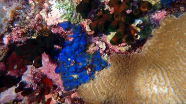 Mavi alg Sonderophycus cf. Kapensis var. Denizaltı, Kızıldeniz, Mısır, Sharm El Sheikh, Montazah Körfezi