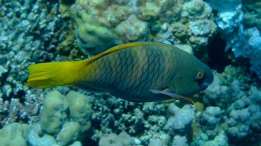 Paslı papağan balığı (Scarus ferrugineus) kadın denizaltı, Kızıl Deniz, Mısır, Sharm El Sheikh, Montazah Körfezi