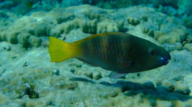 Paslı papağan balığı (Scarus ferrugineus) kadın denizaltı, Kızıl Deniz, Mısır, Sharm El Sheikh, Montazah Körfezi