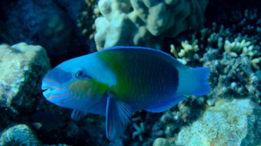 Papağan papağanı veya kurşunbaşlı papağan balığı (Chlorurus sordidus) denizaltı, Kızıl Deniz, Mısır, Sharm El Sheikh, Montazah Körfezi