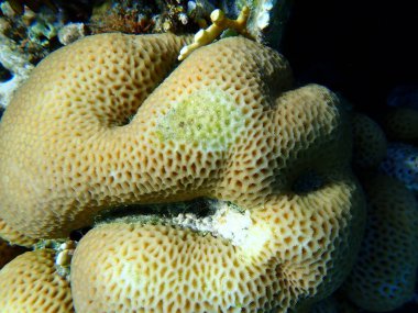 Küçük yıldız mercanı (Goniastrea edwardsi) denizaltı, Kızıl Deniz, Mısır, Sharm El Sheikh, Montazah Körfezi