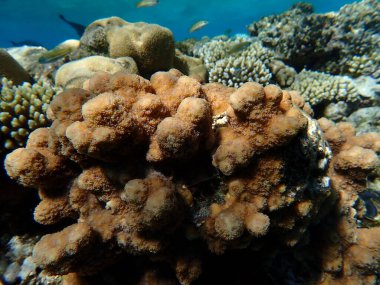 Kirpi mercanı (Echinopora hirsutissima) denizaltı, Kızıl Deniz, Mısır, Sharm El Sheikh, Montazah Körfezi