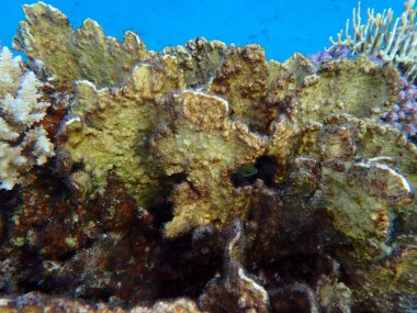 Çarşaf ateş mercanı veya bıçak mercanı (Millepora platyphylla) denizaltı, Kızıl Deniz, Mısır, Sharm El Sheikh, Montazah Körfezi