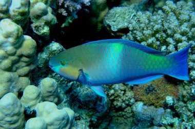 Rusty parrotfish (Scarus ferrugineus) undersea, Red Sea, Egypt, Sharm El Sheikh, Montazah Bay clipart