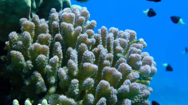 Rasp coral or cauliflower coral, knob-horned coral (Pocillopora verrucosa) undersea, Red Sea, Egypt, Sharm El Sheikh, Montazah Bay clipart