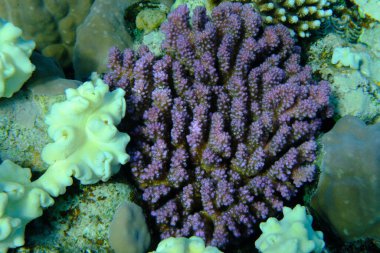Rasp mercanı veya karnabahar mercanı, tokmak boynuzlu mercan (Pocillopora verrucosa) deniz altı, Kızıl Deniz, Mısır, Sharm El Sheikh, Montazah Körfezi