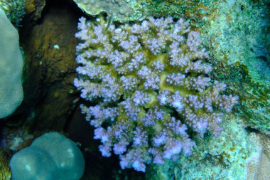 Rasp mercanı veya karnabahar mercanı, tokmak boynuzlu mercan (Pocillopora verrucosa) deniz altı, Kızıl Deniz, Mısır, Sharm El Sheikh, Montazah Körfezi