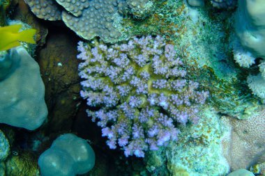 Rasp coral or cauliflower coral, knob-horned coral (Pocillopora verrucosa) undersea, Red Sea, Egypt, Sharm El Sheikh, Montazah Bay clipart