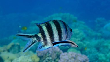 Makas kuyruklu çavuş (Abudefduf sexfasciatus) ve daha temiz grasse (Labroides dimidiatus) denizaltı, Kızıl Deniz, Mısır, Sharm El Sheikh, Montazah Körfezi