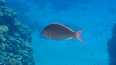 Candelamoa parrotfish or longnose parrotfish (Hipposcarus harid) undersea, Red Sea, Egypt, Sharm El Sheikh, Montazah Bay clipart