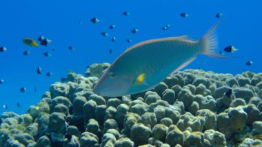 Candelamoa parrotfish or longnose parrotfish (Hipposcarus harid) undersea, Red Sea, Egypt, Sharm El Sheikh, Montazah Bay clipart